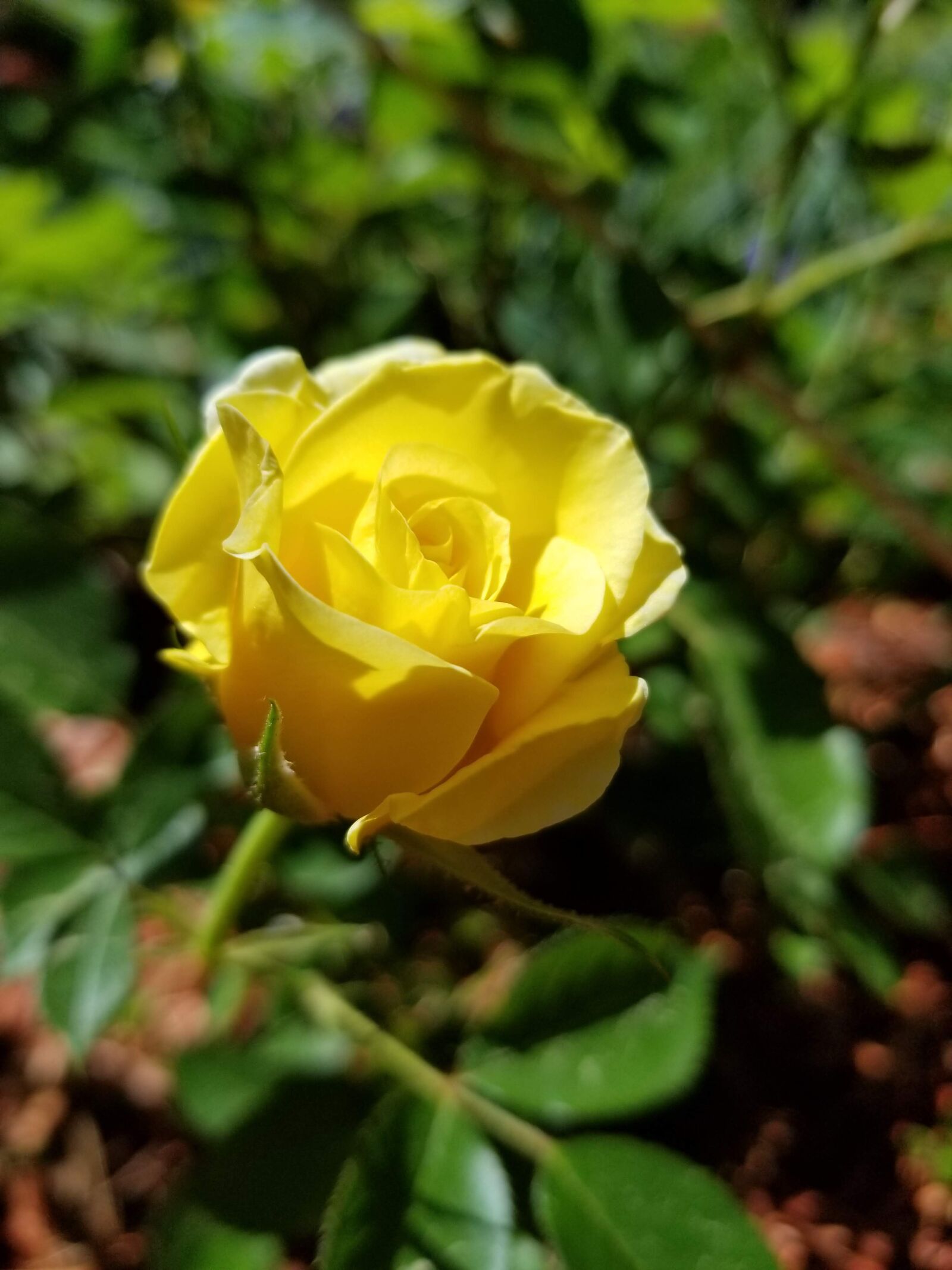 Samsung Galaxy S8 sample photo. Yellow, rose, flower photography
