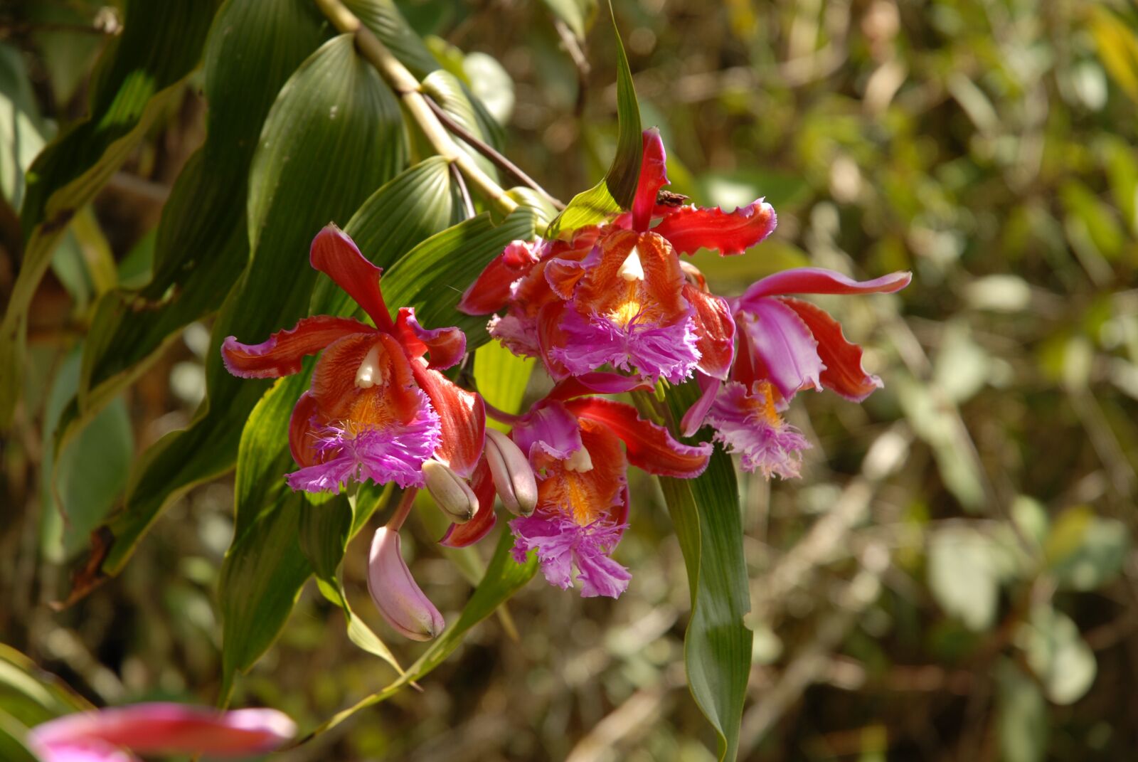 Nikon D200 sample photo. Orchid, pink, purple photography