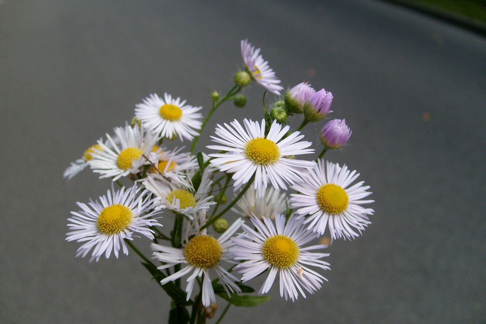 Samsung KENOX S730  / Samsung S730 sample photo. Daisy, flower, small flowers photography