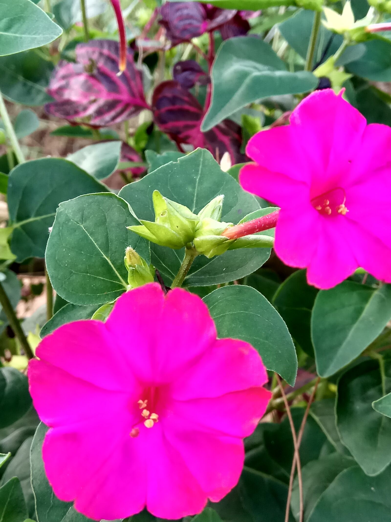 Xiaomi Redmi Note 4 sample photo