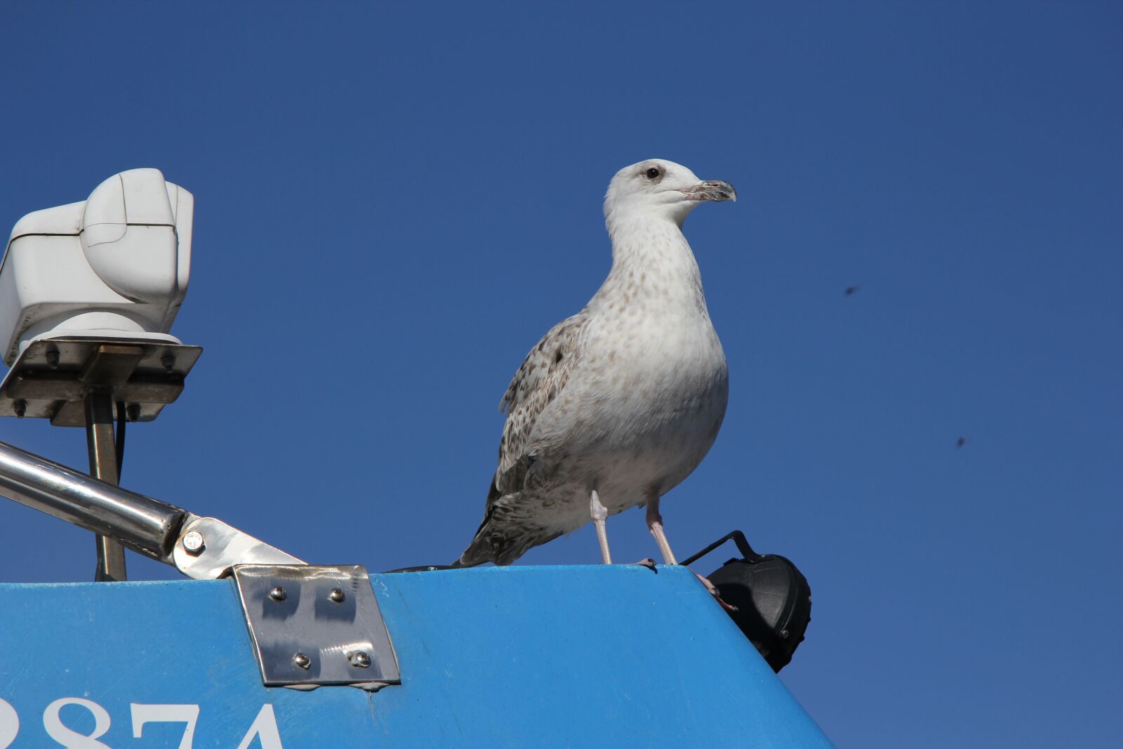 Canon EF-S 17-85mm F4-5.6 IS USM sample photo. Seagull, holidays, weather photography