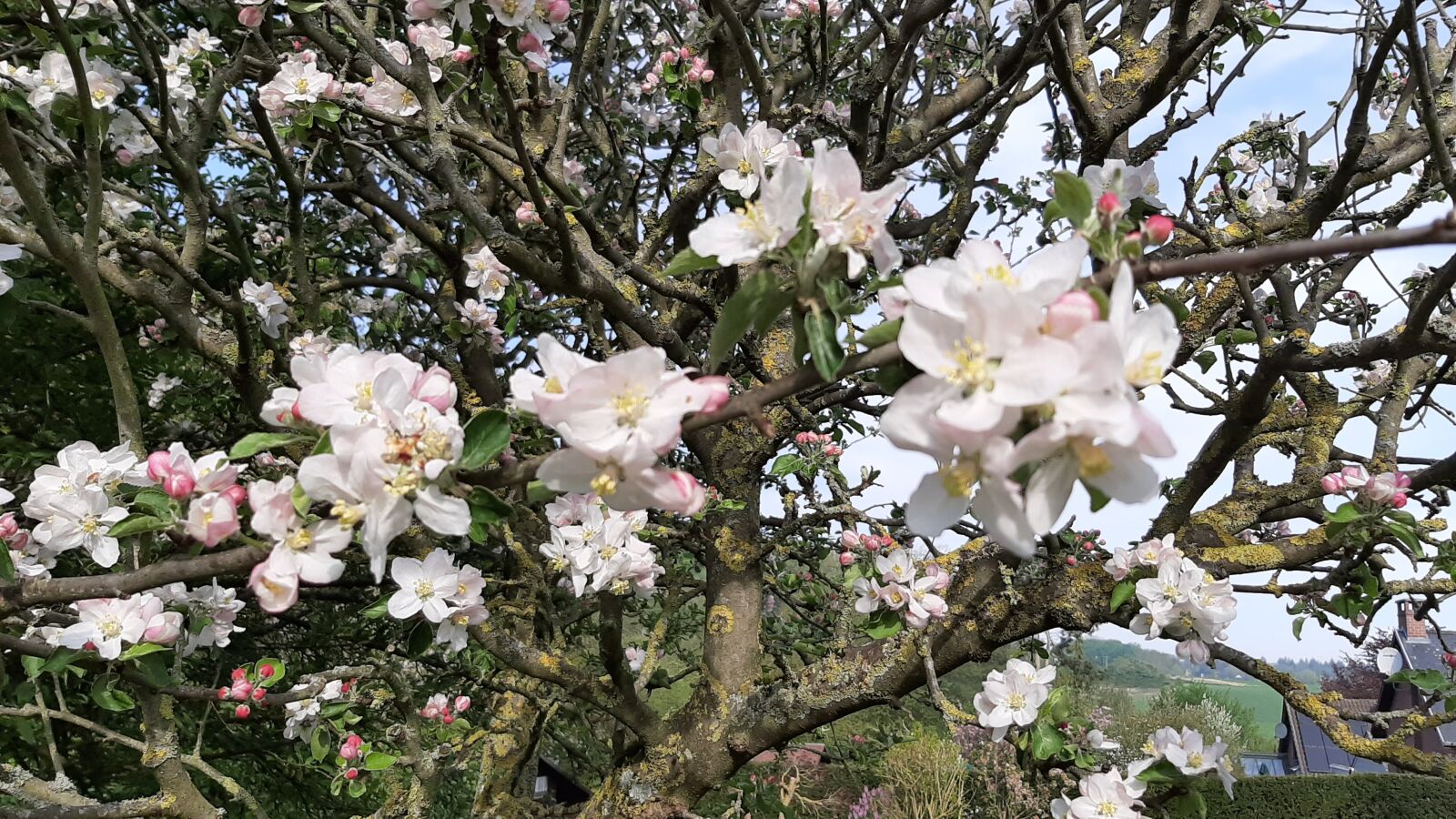 Samsung Galaxy A50 sample photo. Spring, apple, flowers photography