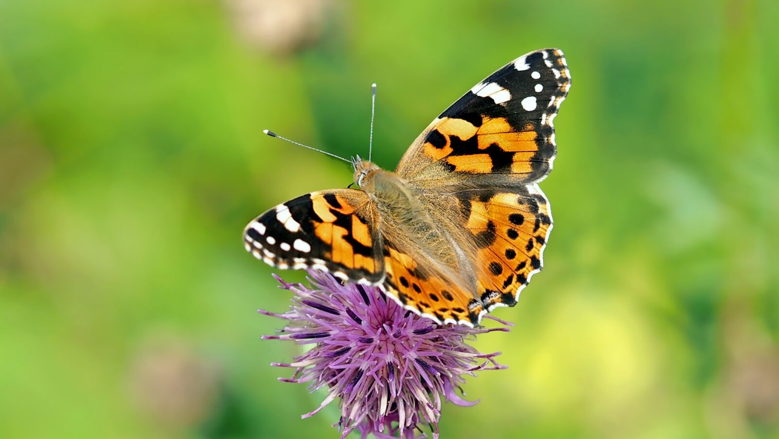 Olympus M.Zuiko Digital ED 60mm F2.8 Macro sample photo. Vanessa cardui, butterfly, edelfalter photography