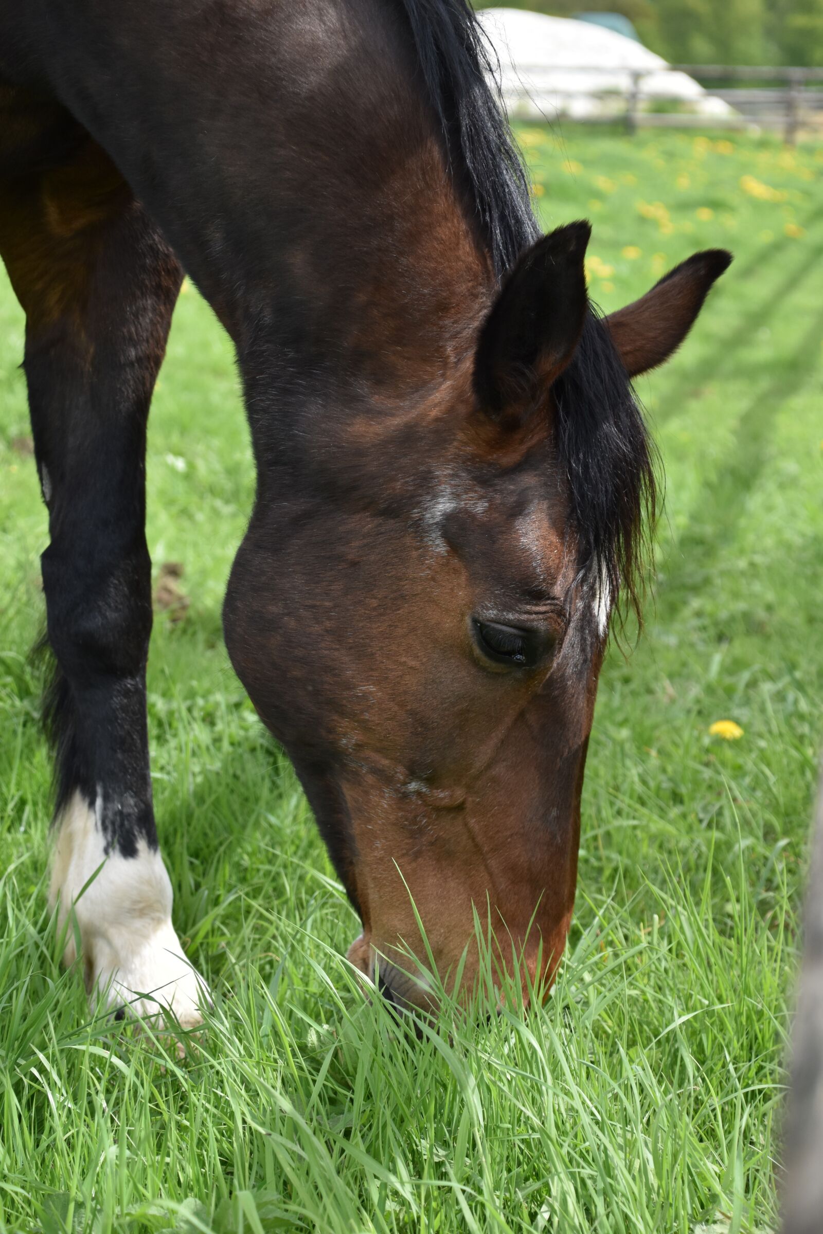 Nikon D5600 sample photo. Animal, mammal, lawn photography