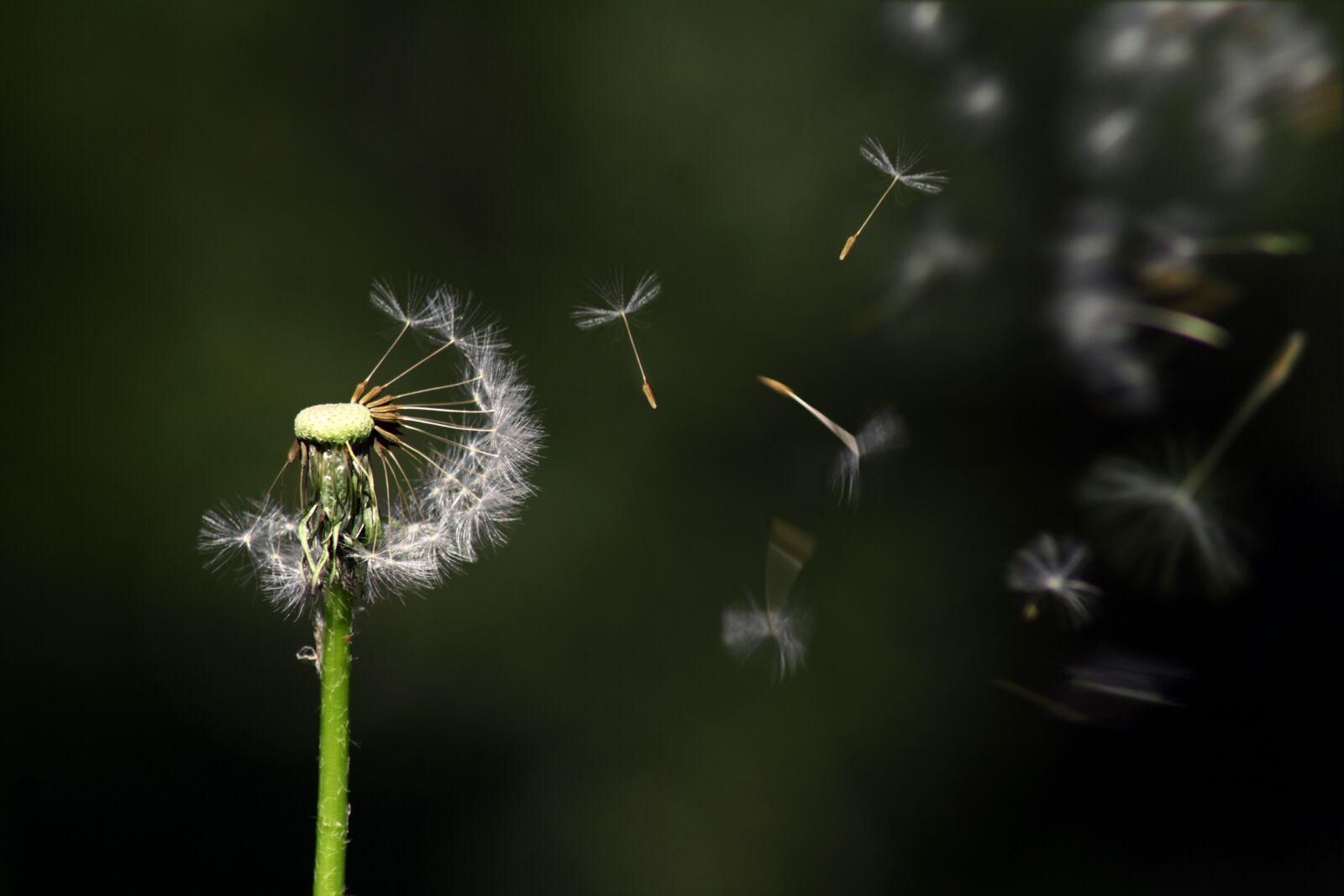 Canon EOS 550D (EOS Rebel T2i / EOS Kiss X4) sample photo. Dandelion, floating, flower photography