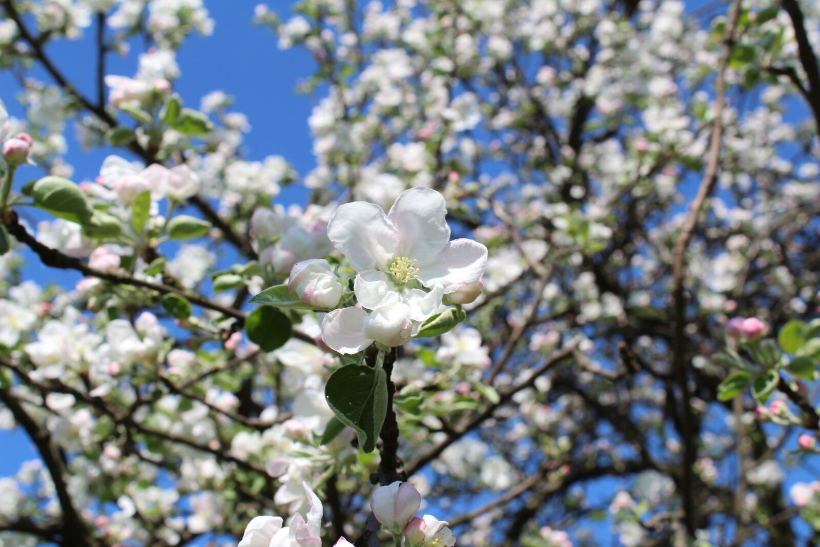 Canon EOS 1300D (EOS Rebel T6 / EOS Kiss X80) sample photo. Tree, branch, flower photography
