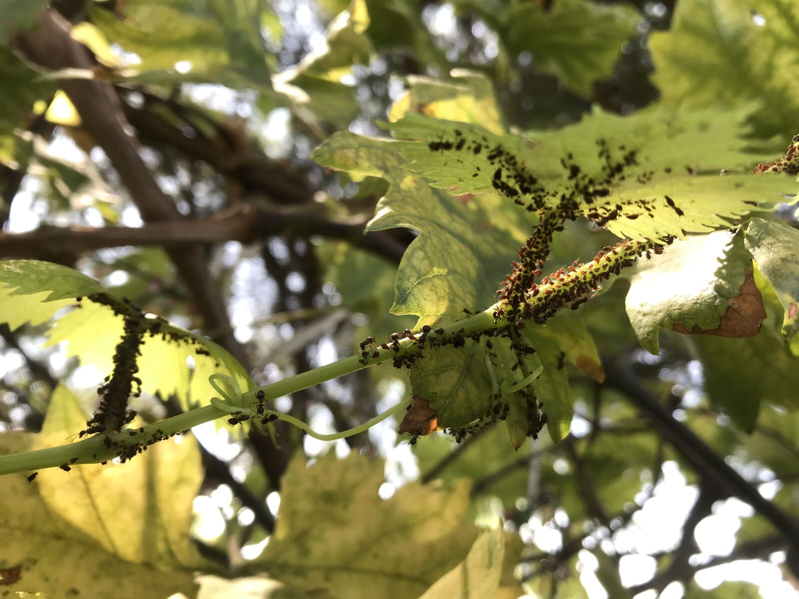 Apple iPad Pro (12.9-inch) (2nd generation) sample photo. Green, spring, vegetation photography