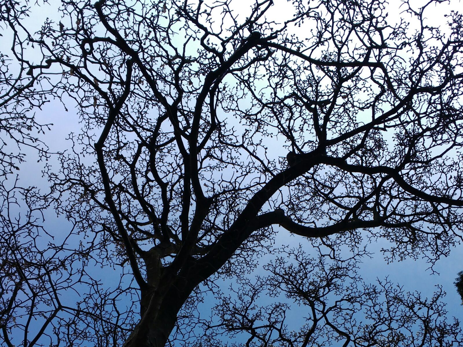 Motorola MotoG3 sample photo. Aesthetic, silhouette, branches photography