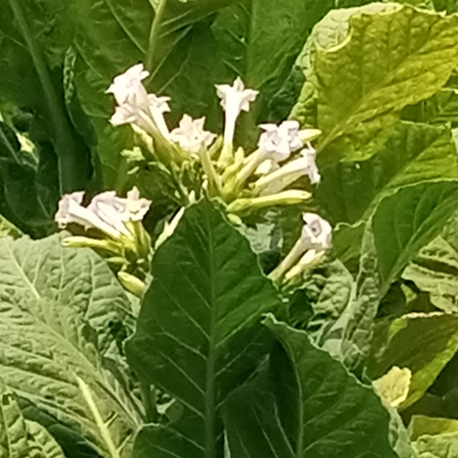 INFINIX MOBILITY LIMITED Infinix X650C sample photo. Tobacco plant, tobacco plant photography