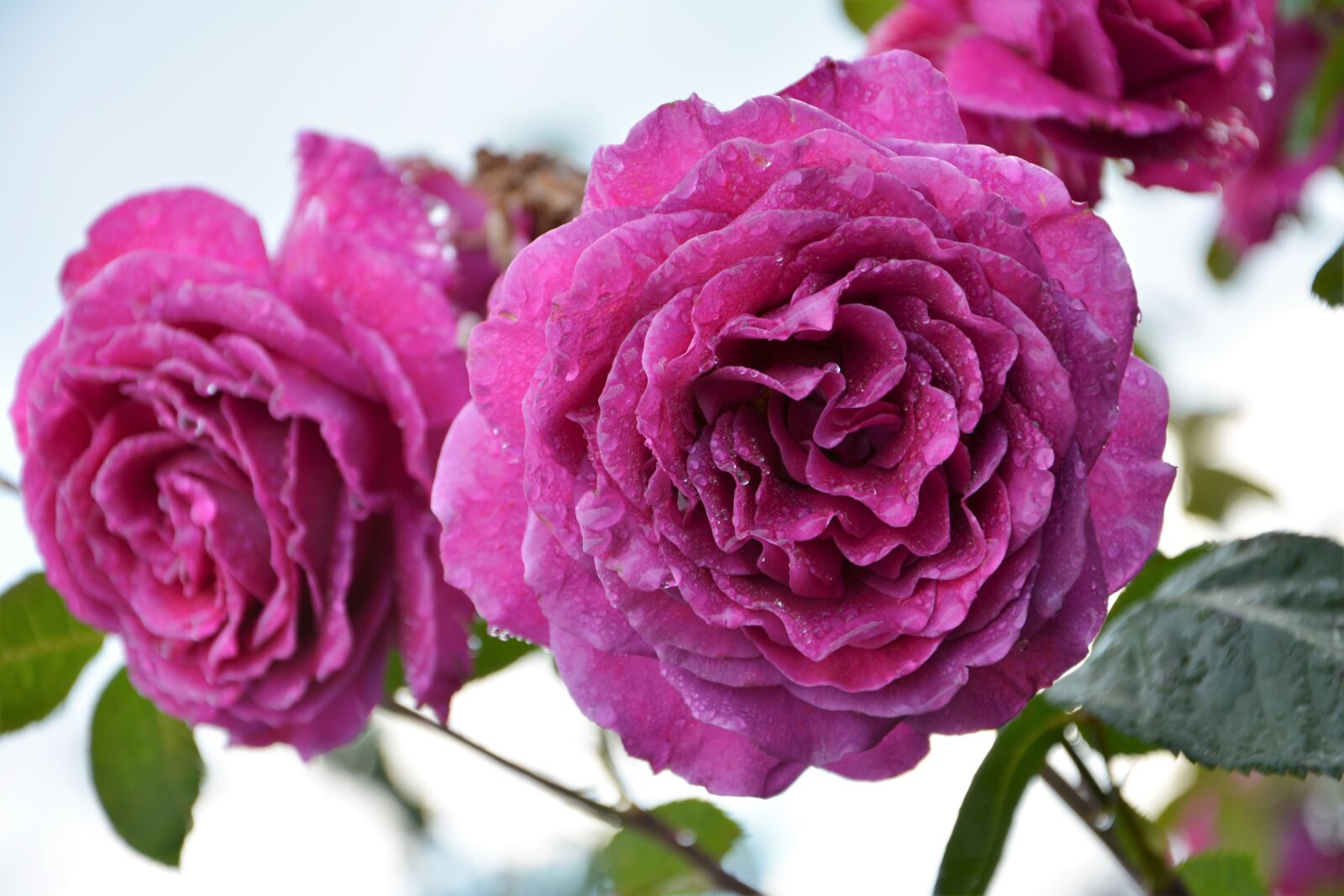 Nikon D7100 sample photo. Flower, nature, plant photography