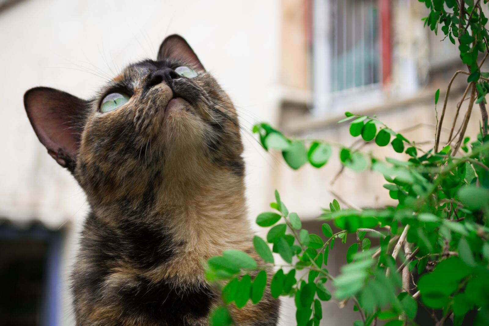 Nikon D3100 sample photo. Cat, pet, animal photography