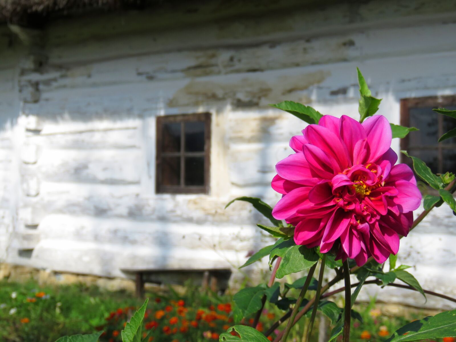 Canon PowerShot SX60 HS sample photo. Mallow, flower, old cottage photography