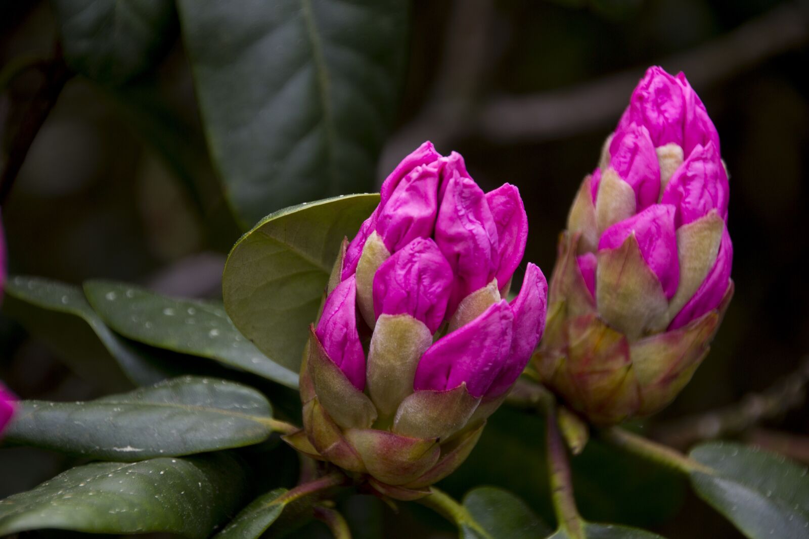 Canon EOS 60D sample photo. Garden, rhododendron, blossom photography