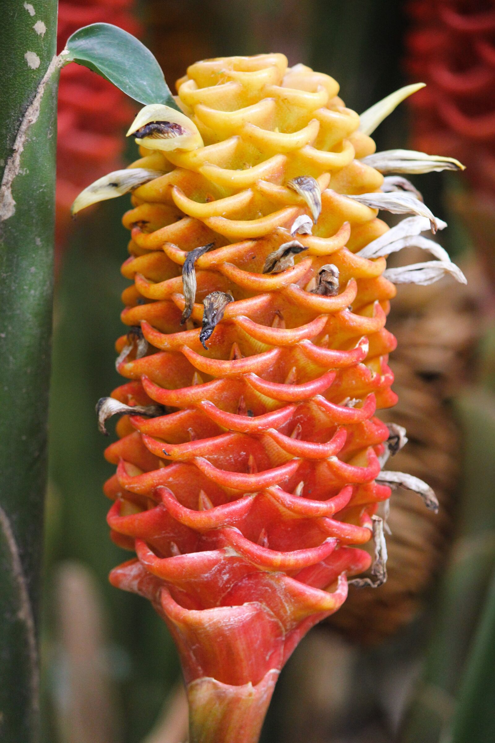 Canon EOS 550D (EOS Rebel T2i / EOS Kiss X4) sample photo. Flower, yellow, red photography