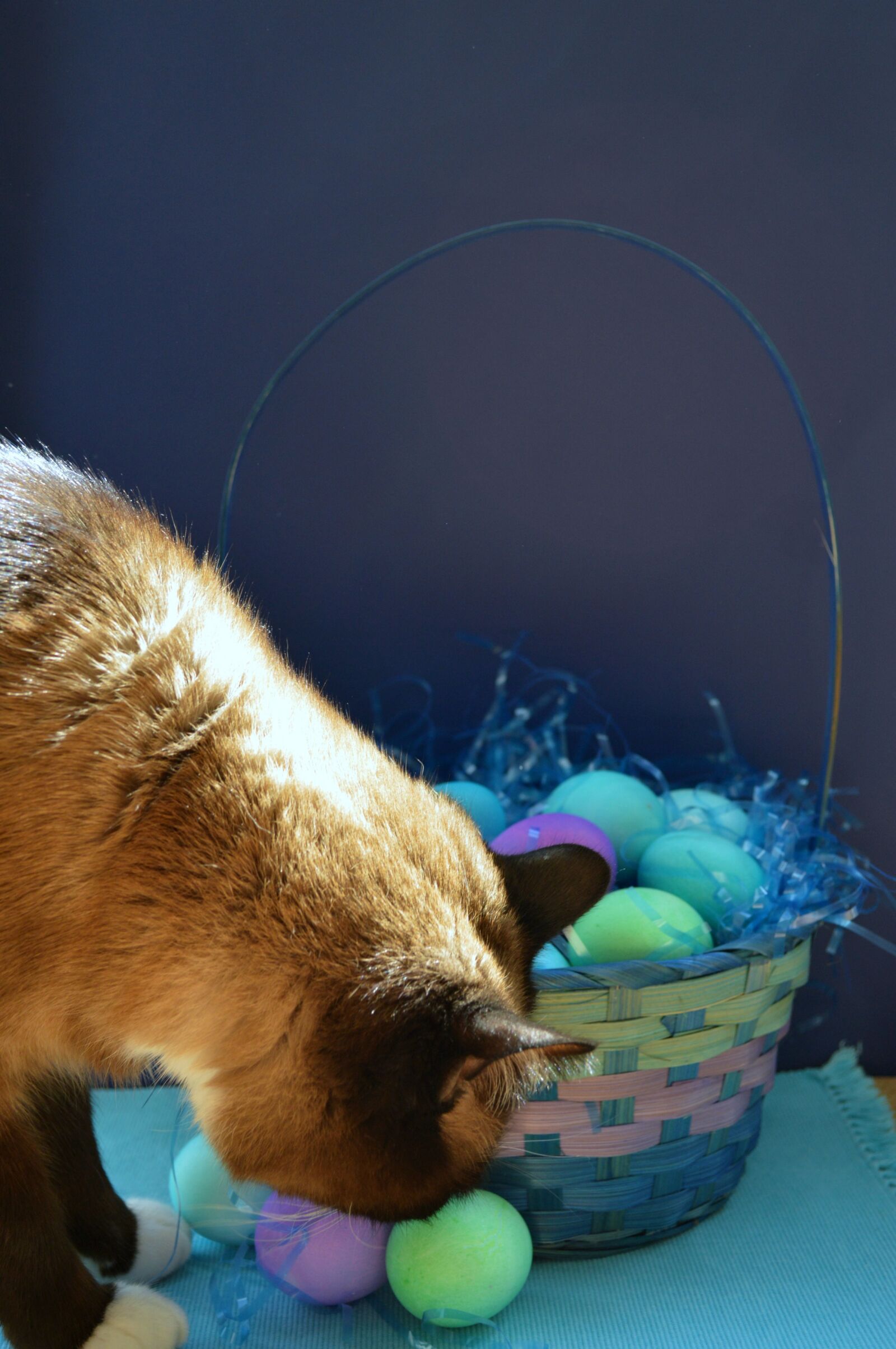 Nikon D3200 sample photo. Easter, easter cat, easter photography