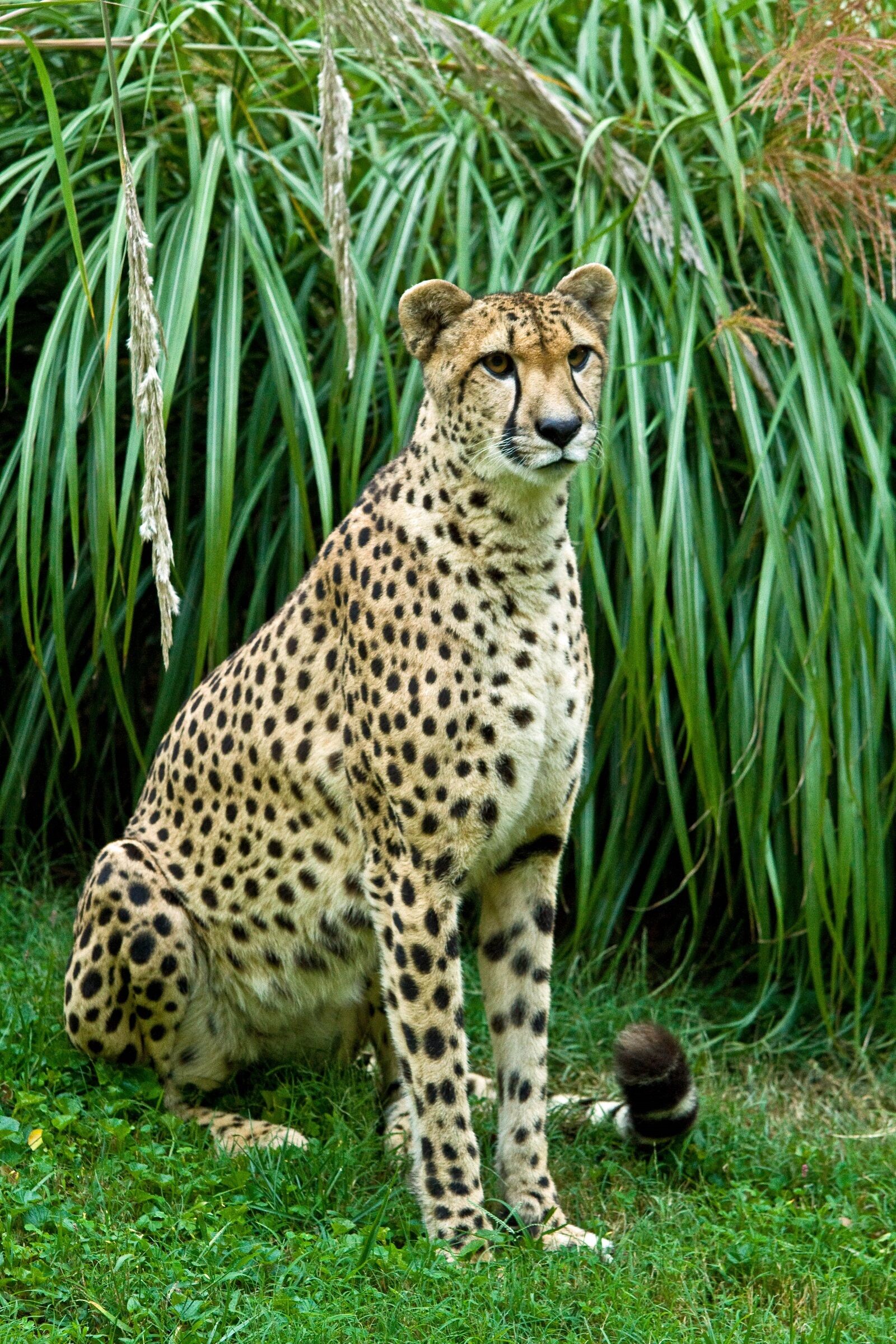 Canon EOS 7D sample photo. Cheetah, sitting, big cat photography