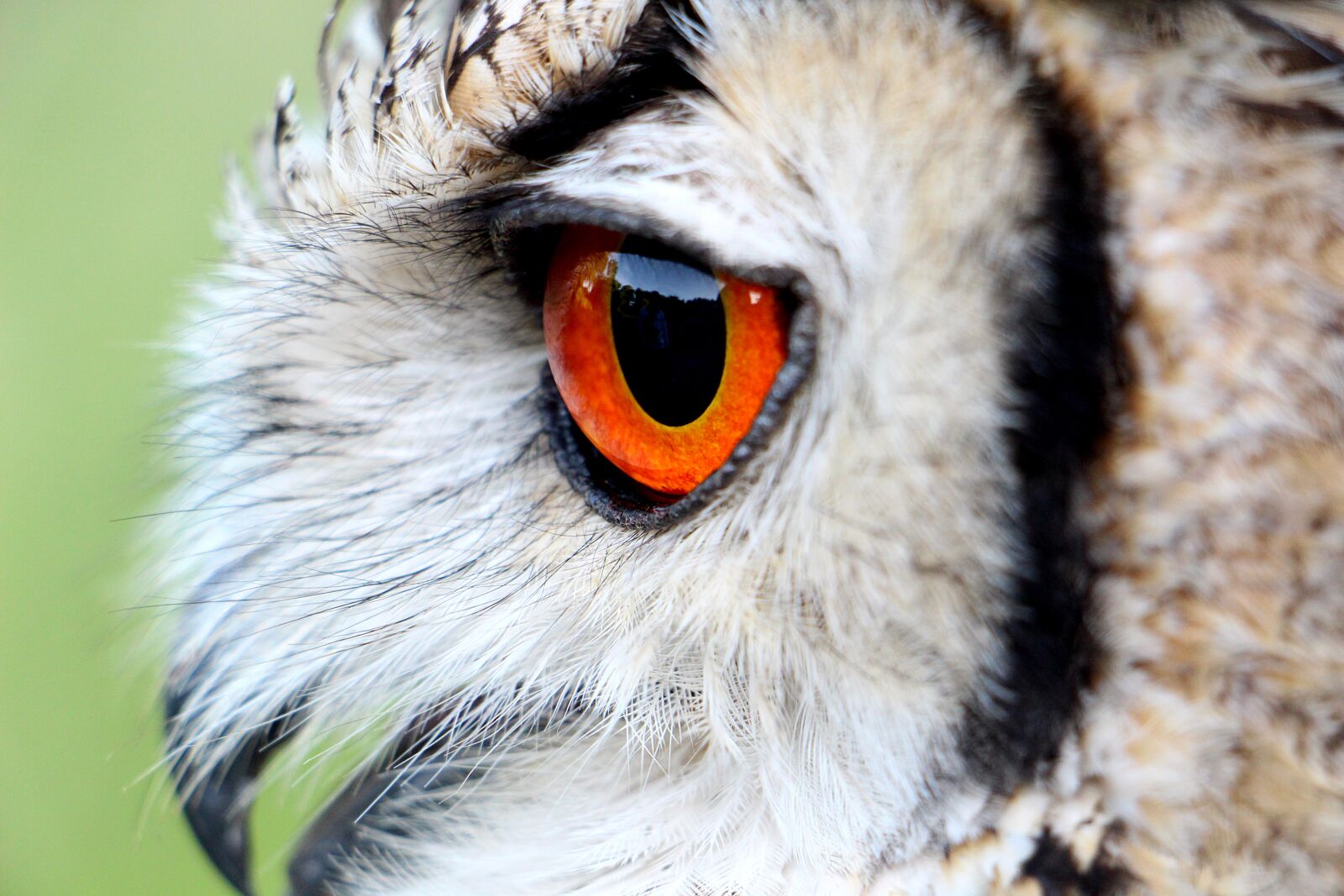 Canon EOS 700D (EOS Rebel T5i / EOS Kiss X7i) sample photo. Hornugle, owl, eye photography