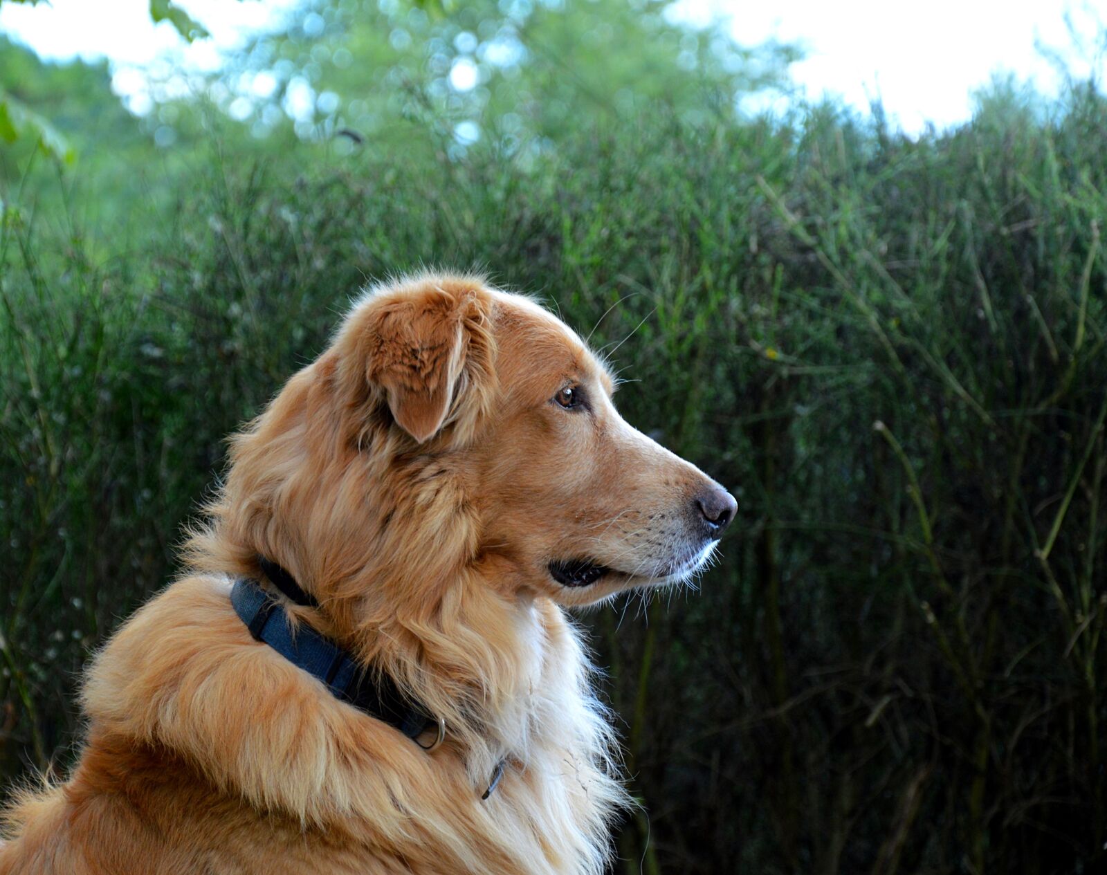 Nikon D3200 sample photo. Dog, golden retriever, animal photography