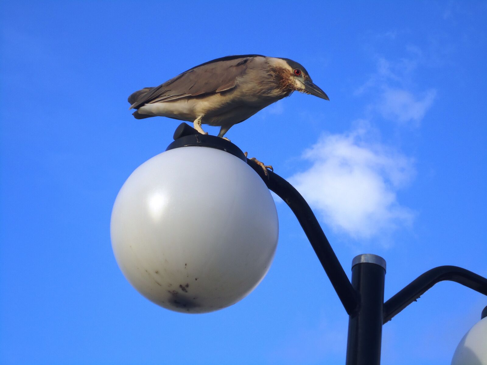 Sony Cyber-shot DSC-W320 sample photo. Bird, paige, tropical bird photography