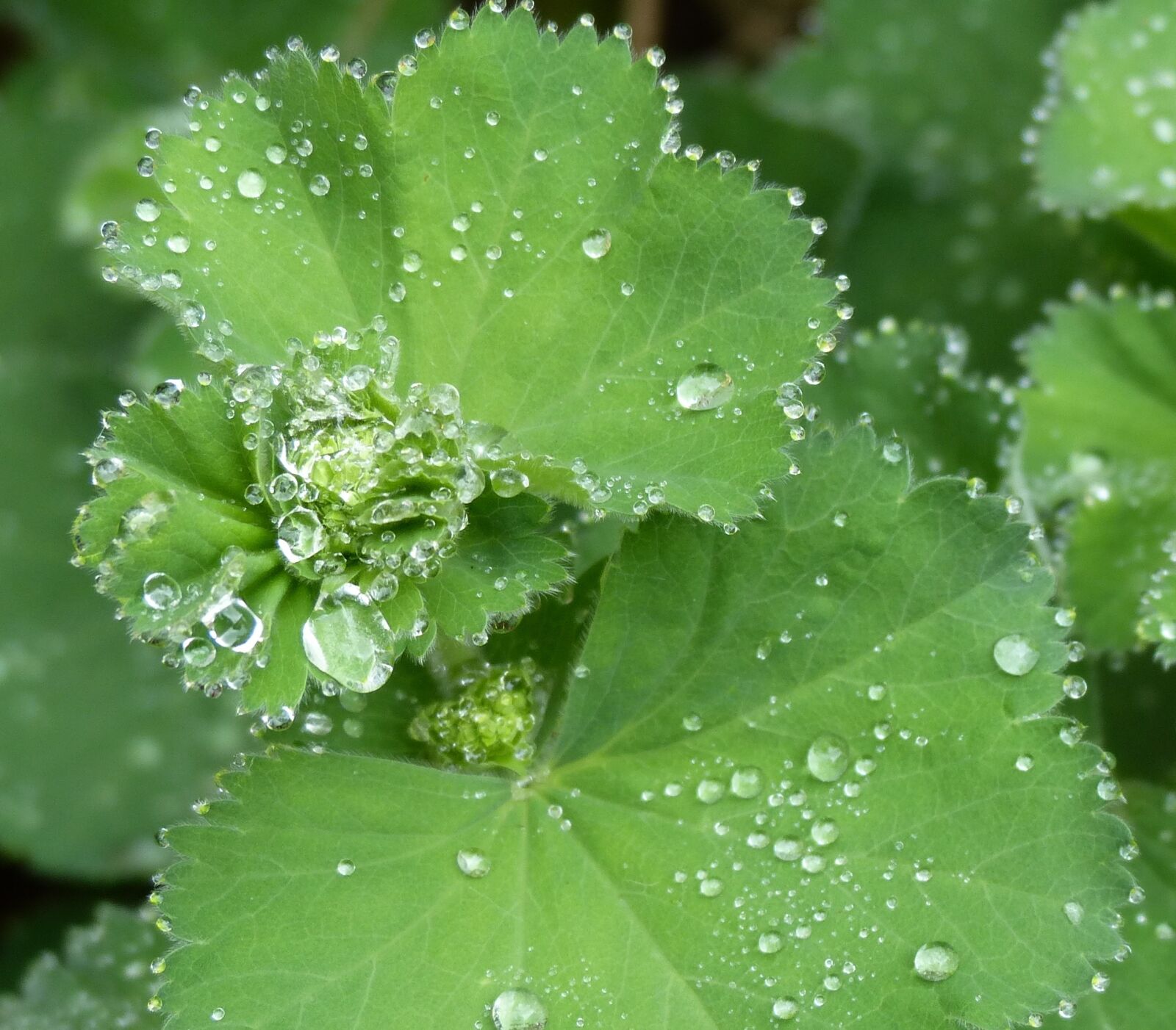 Panasonic Lumix DMC-FZ200 sample photo. Droplets, dew, leaf photography