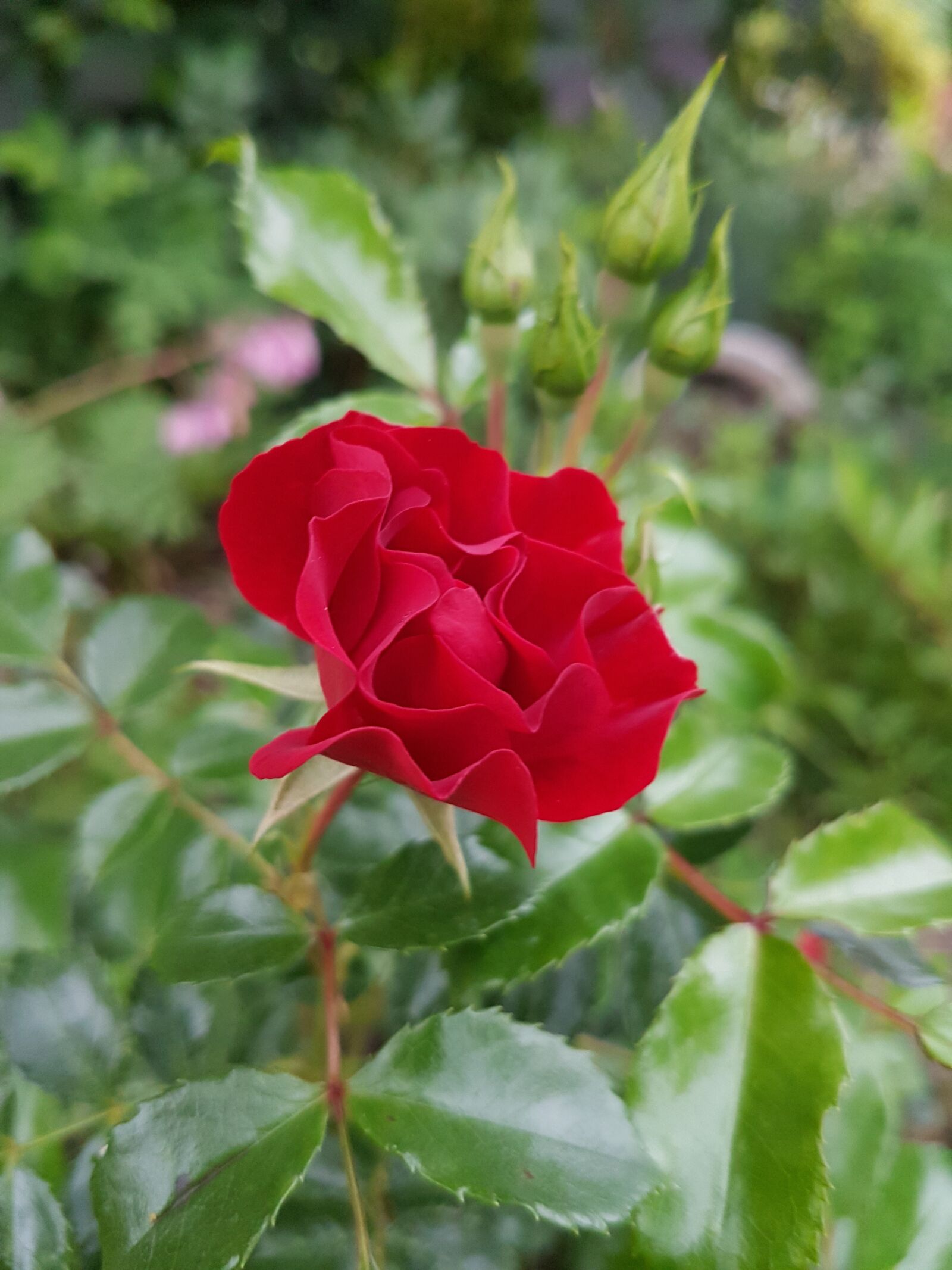 Samsung Galaxy S7 sample photo. Rose, red rose, flowers photography