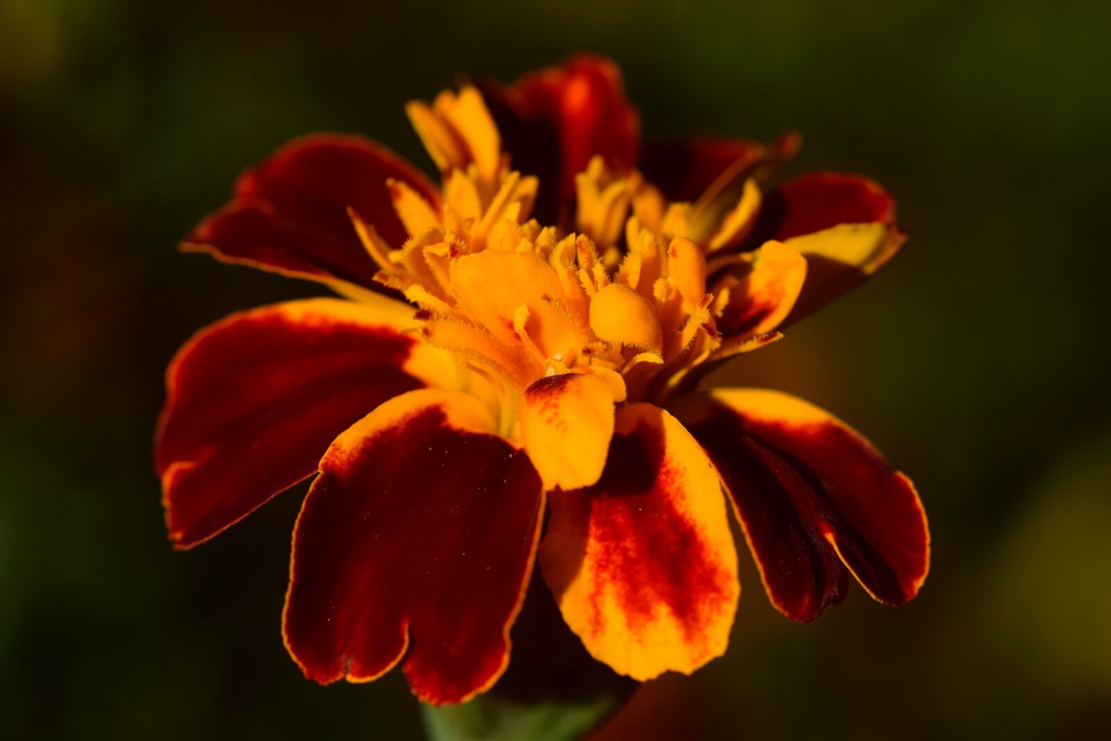 Nikon D3300 sample photo. Marigold, close up, golden photography