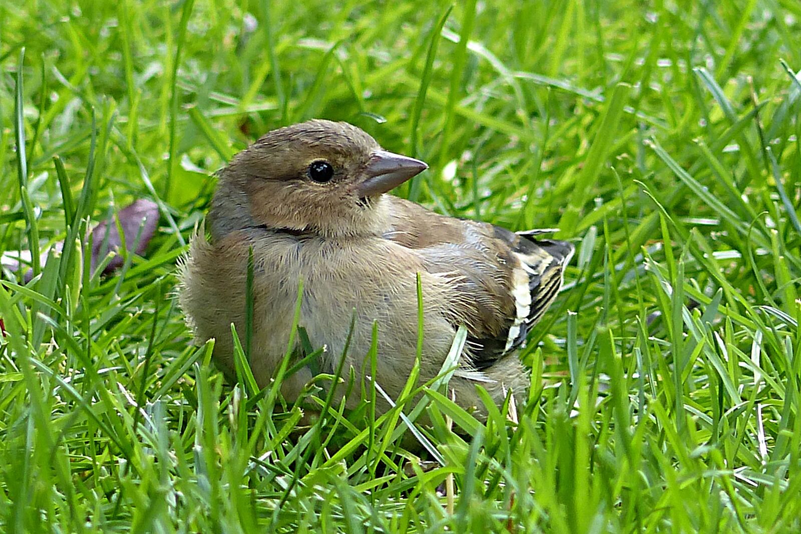 Panasonic Lumix DMC-FZ200 sample photo. Chaffinch, fringilla coelebs, bird photography