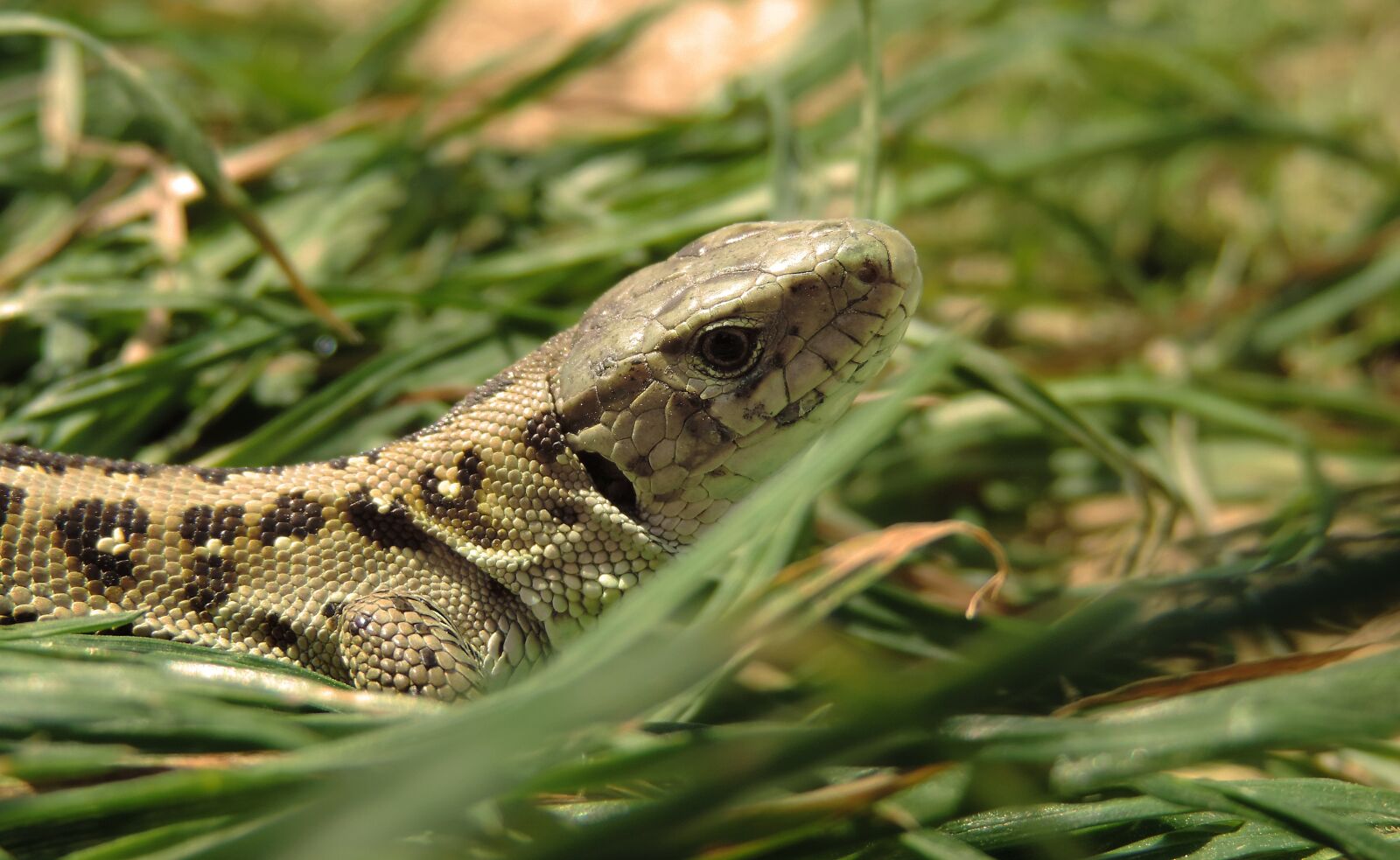 Nikon Coolpix P520 sample photo. The lizard, gad, animals photography