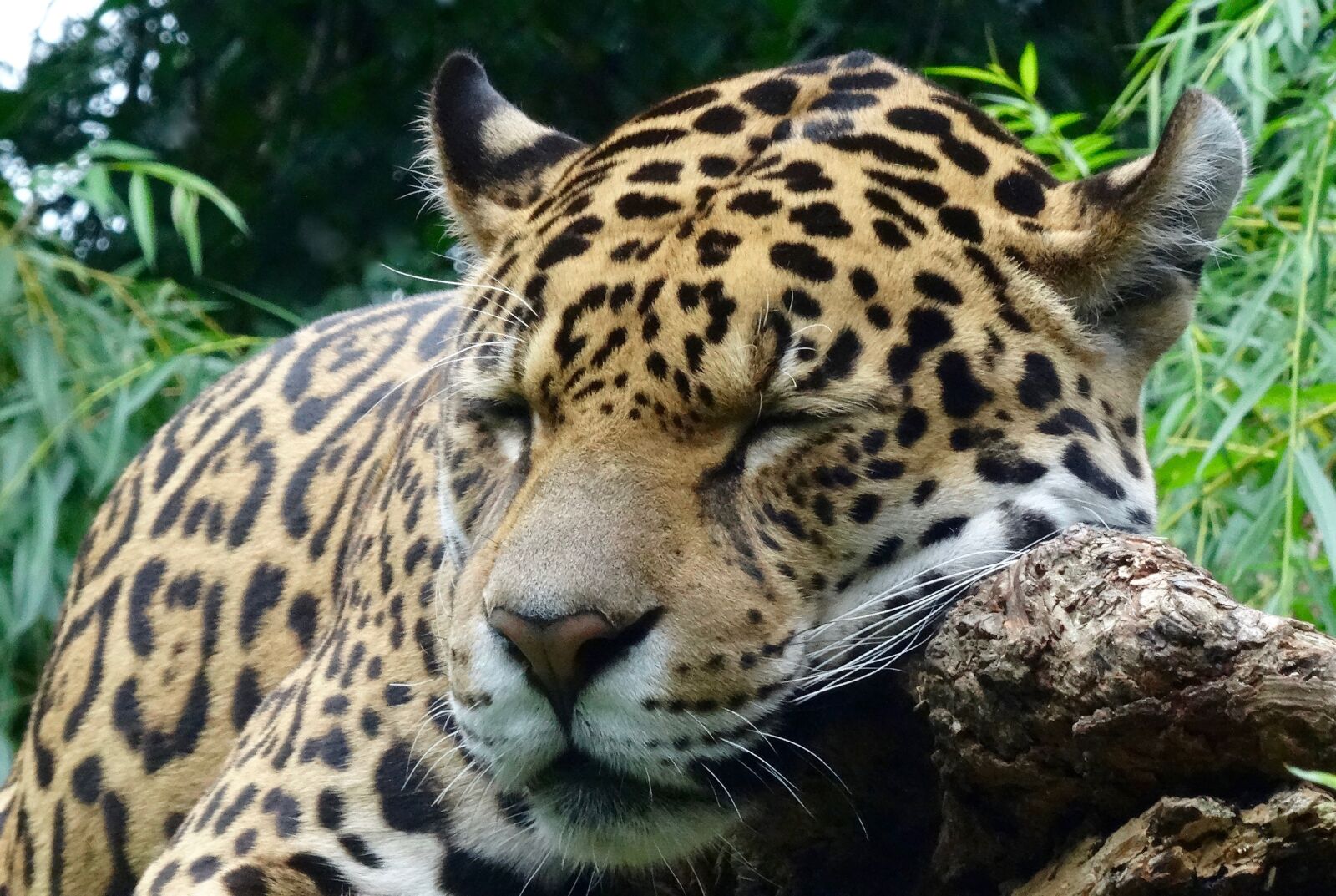 Sony DSC-HX50 sample photo. Jaguar, wild animal, zoo photography