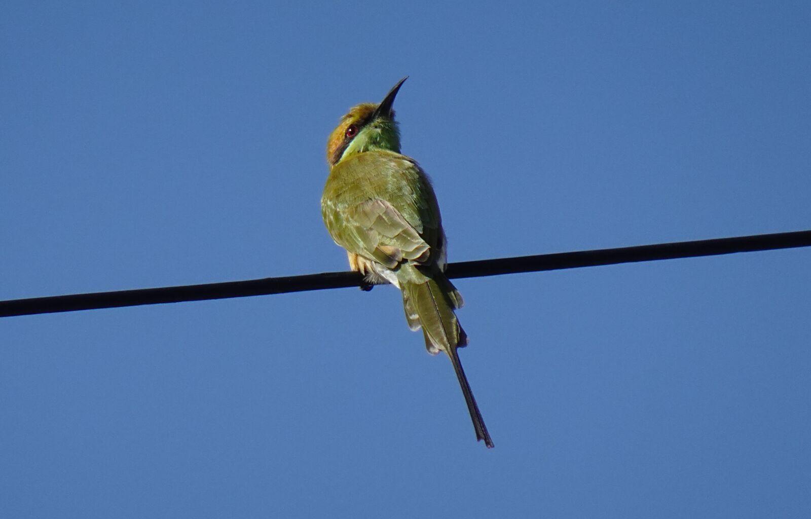 Sony DSC-WX800 sample photo. Green bee eater, bird photography