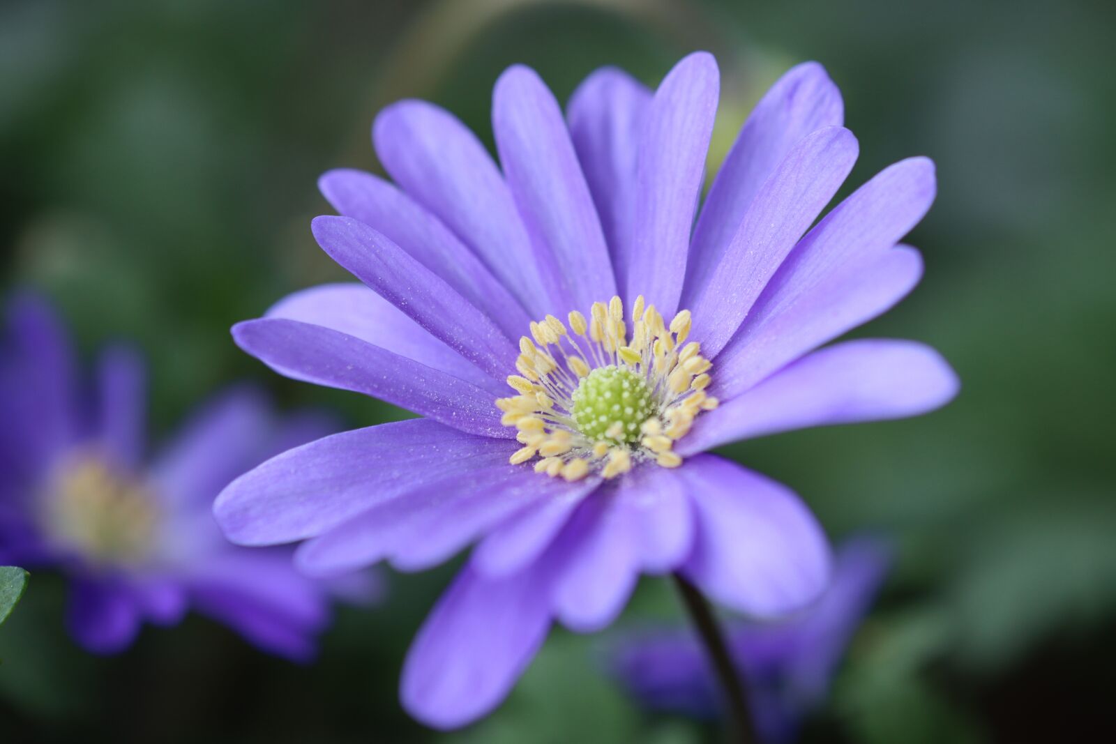 Canon EOS 90D sample photo. Blue, flower, spring photography