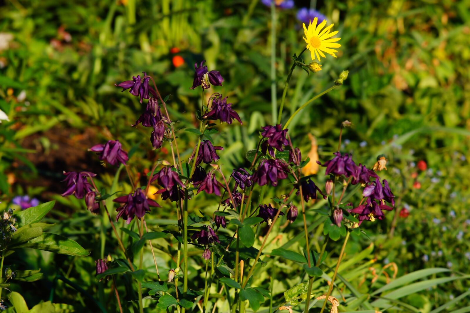 Sony SLT-A58 + Minolta AF 80-200mm F2.8 HS-APO G sample photo. Flowers, purple, nature photography