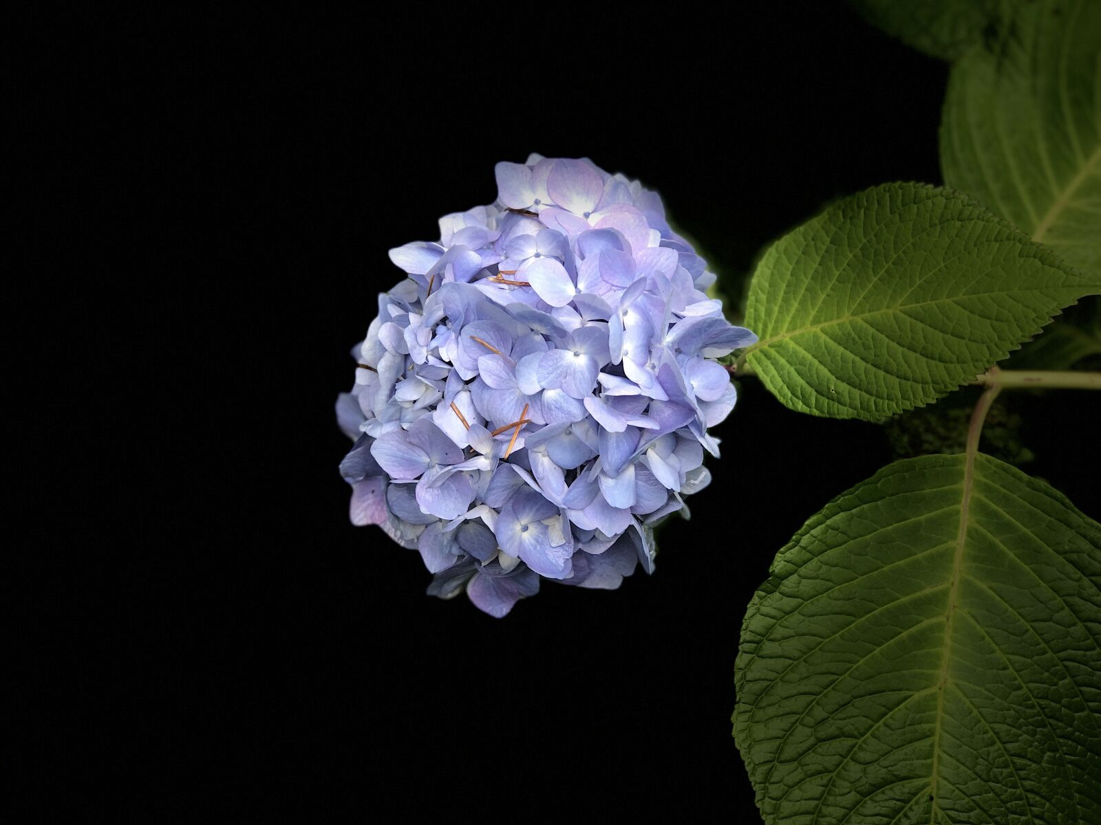 Apple iPhone 8 Plus sample photo. Flower, hydrangeas, hydrangea photography