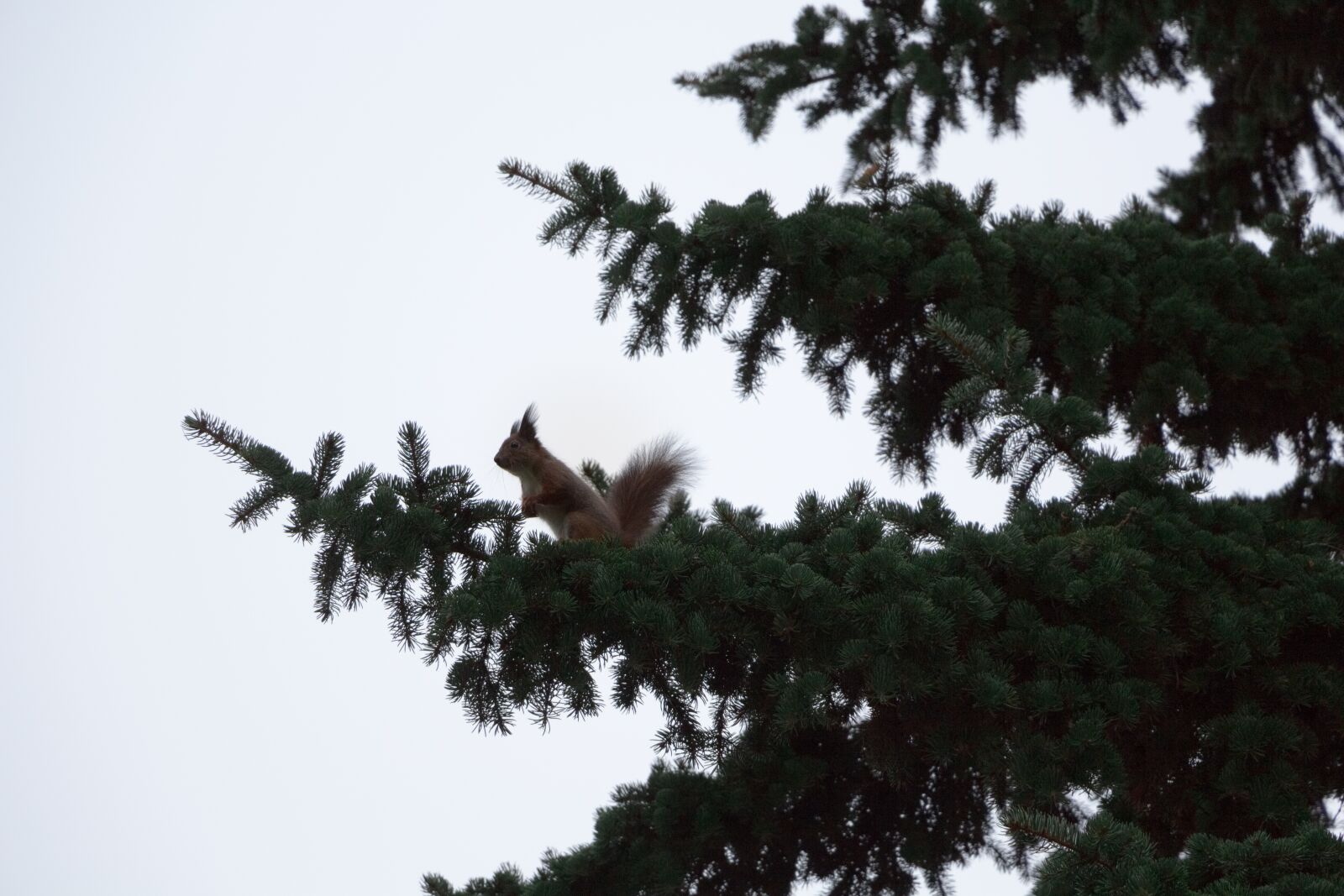 Canon EOS 700D (EOS Rebel T5i / EOS Kiss X7i) sample photo. Branch, pine, spruce photography