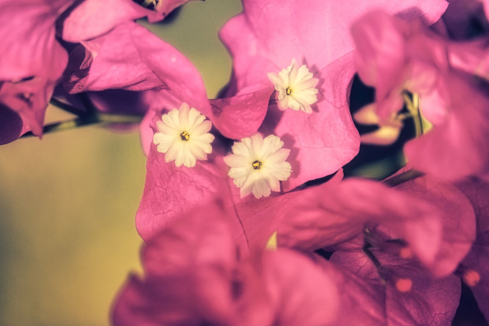 Canon EF-S 55-250mm F4-5.6 IS STM sample photo. Closeup, floral, botany photography