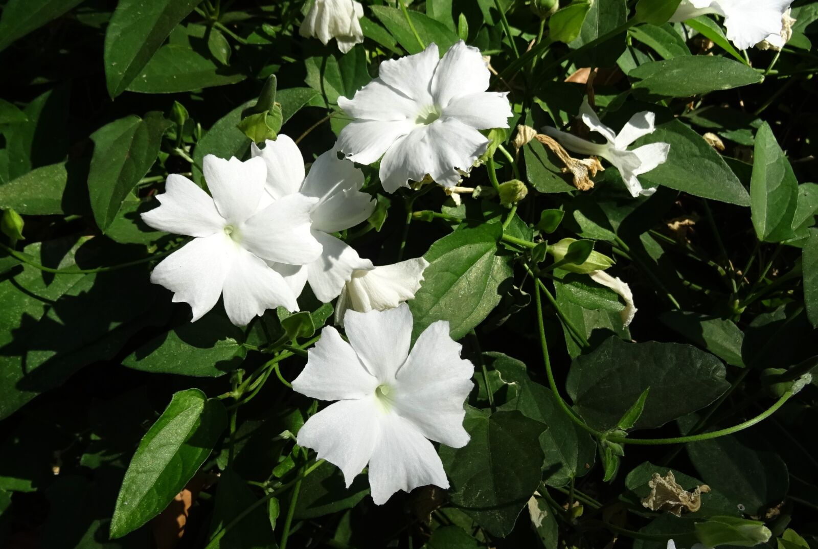 Sony DSC-HX60V sample photo. White lady, flower, white photography