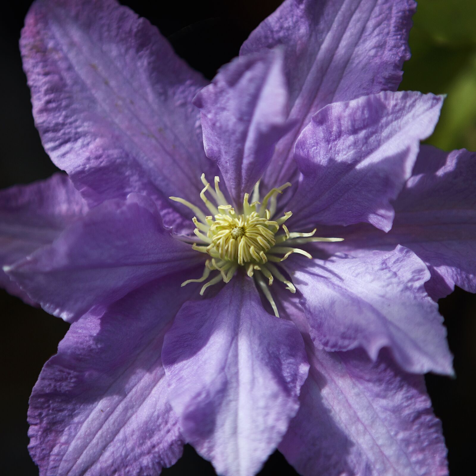 Canon EF 24-70mm F2.8L USM sample photo. Clematis, flower, plant photography