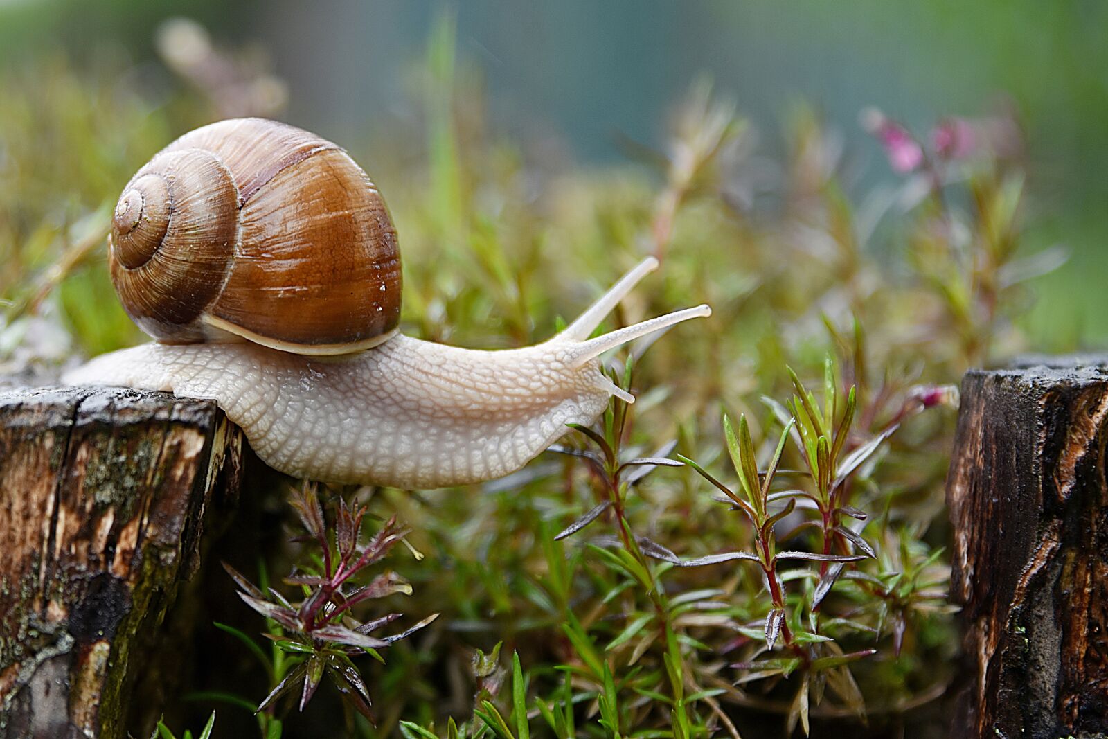 Nikon D7200 sample photo. Snail, garden, conch photography