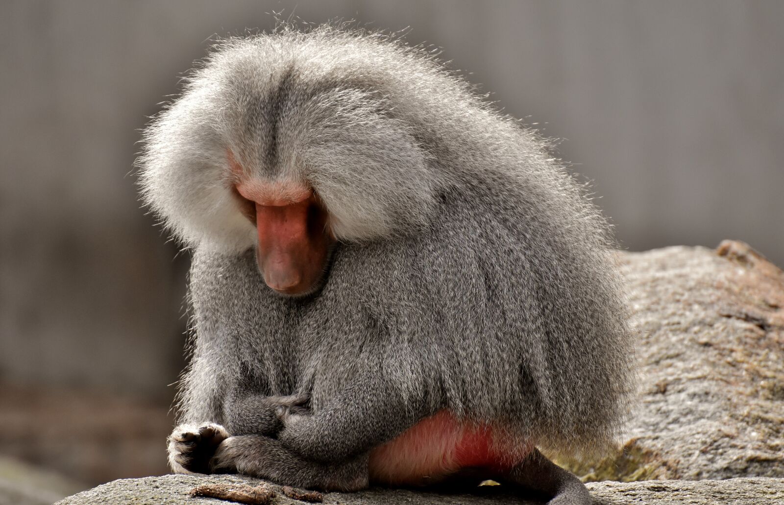 Nikon D7200 sample photo. Baboon, monkey, zoo photography