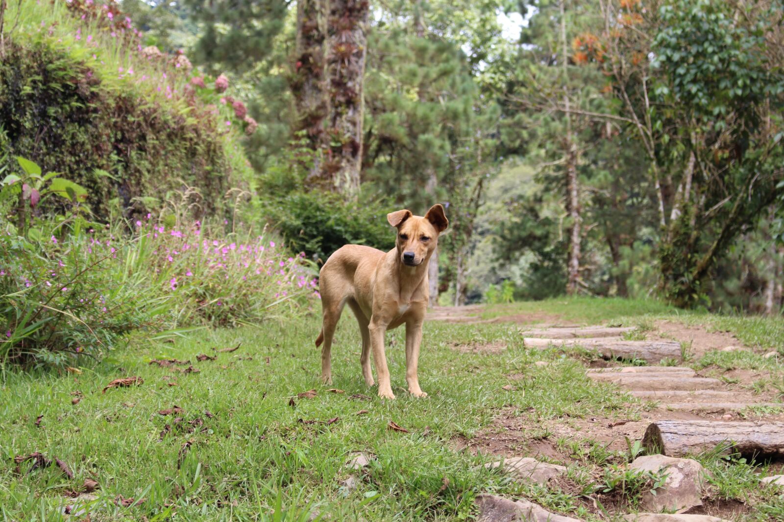 Canon EOS 700D (EOS Rebel T5i / EOS Kiss X7i) sample photo. Dog, portrait, nature photography