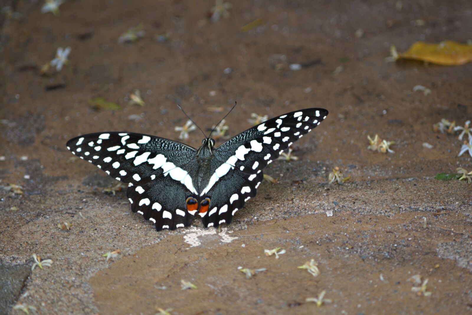 Nikon D3100 sample photo. Butterfly, white-black, nature photography