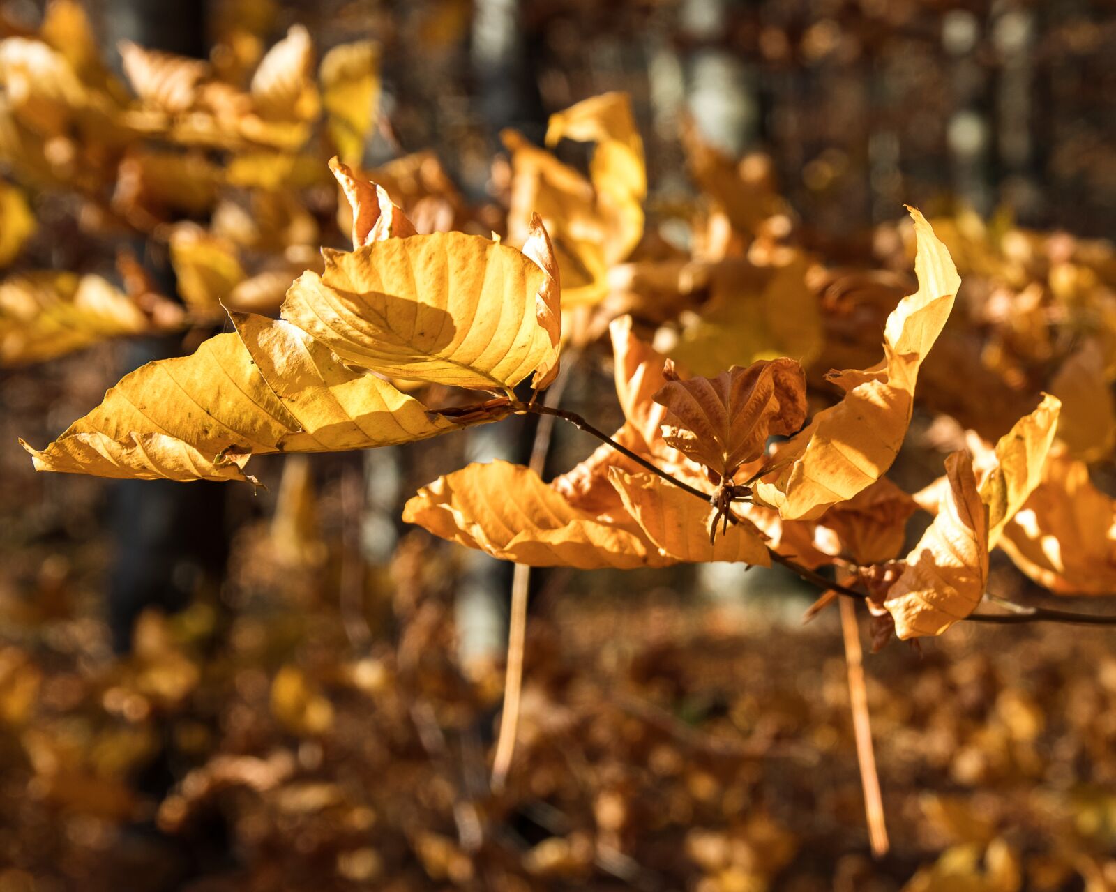 Canon EOS 80D sample photo. Leaves, branch, autumn photography
