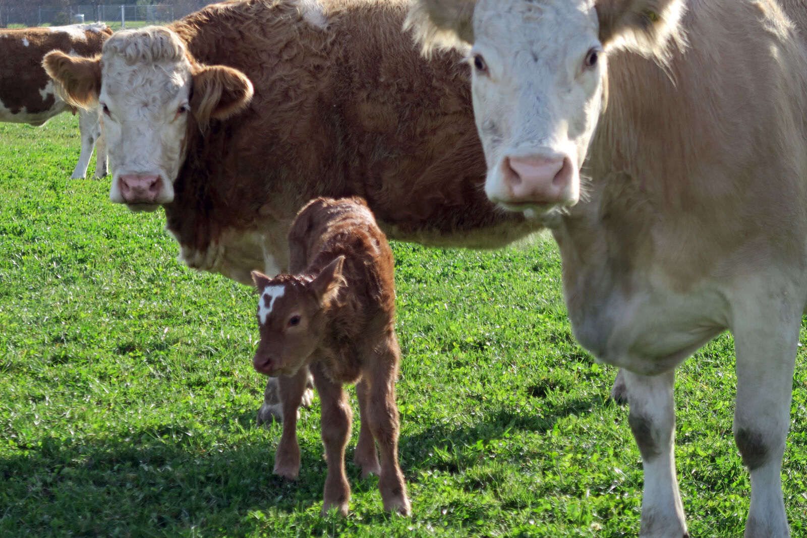 Canon PowerShot G7 X sample photo. Animals, calf, cow, cows photography