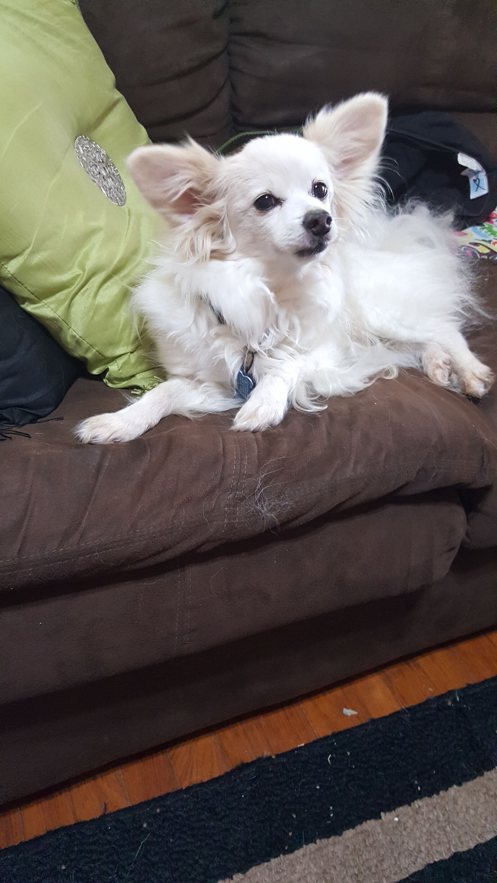 Samsung Galaxy Note5 sample photo. Brown, couch, dog, laying photography