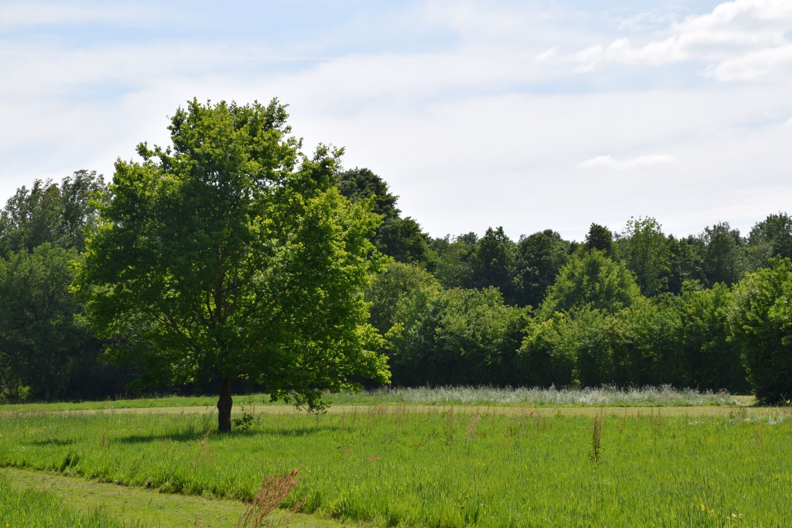 Nikon D5300 sample photo. Tree, nature, path photography