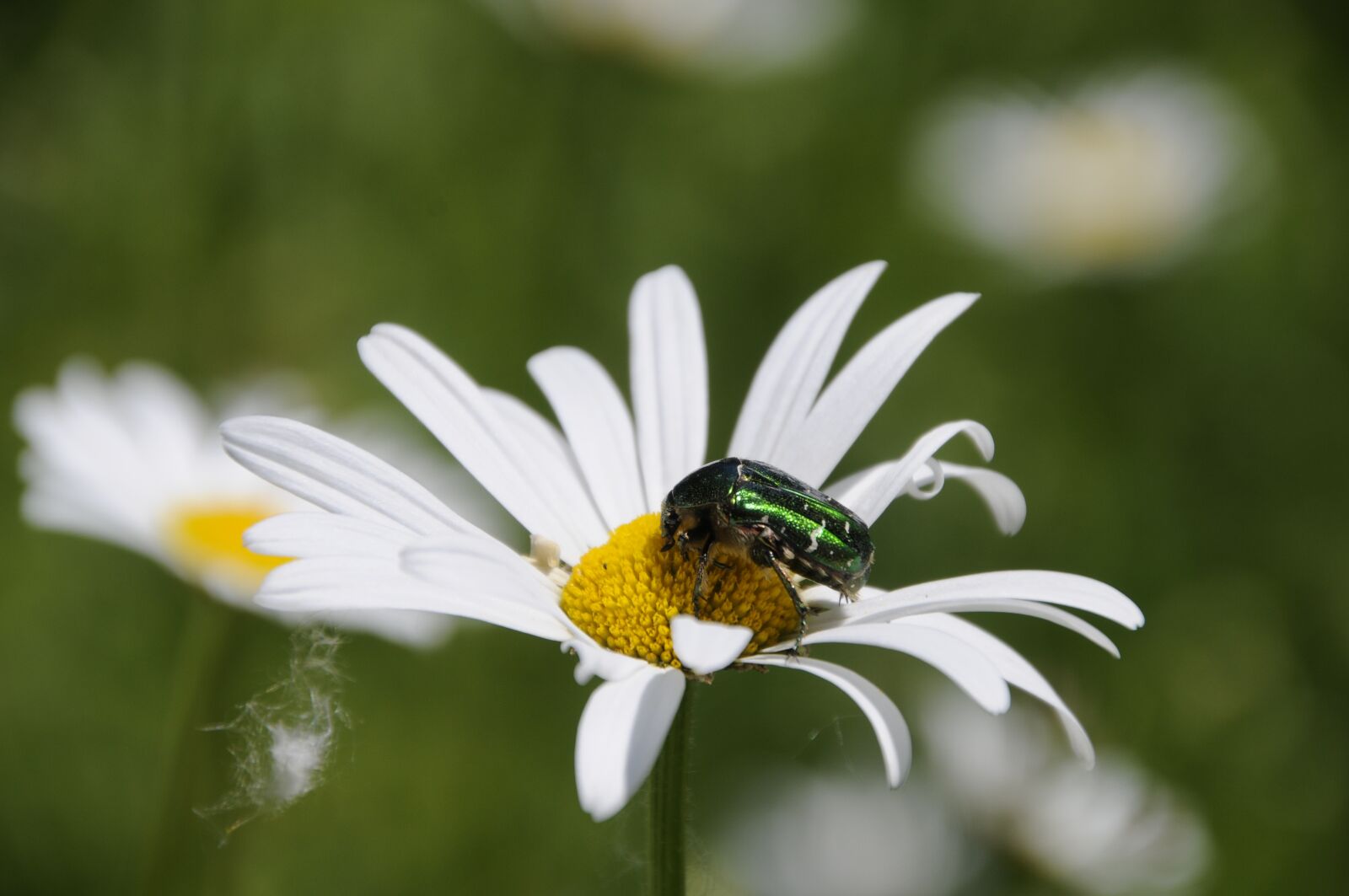 Nikon D300 sample photo. Rose beetle, beetle, insect photography