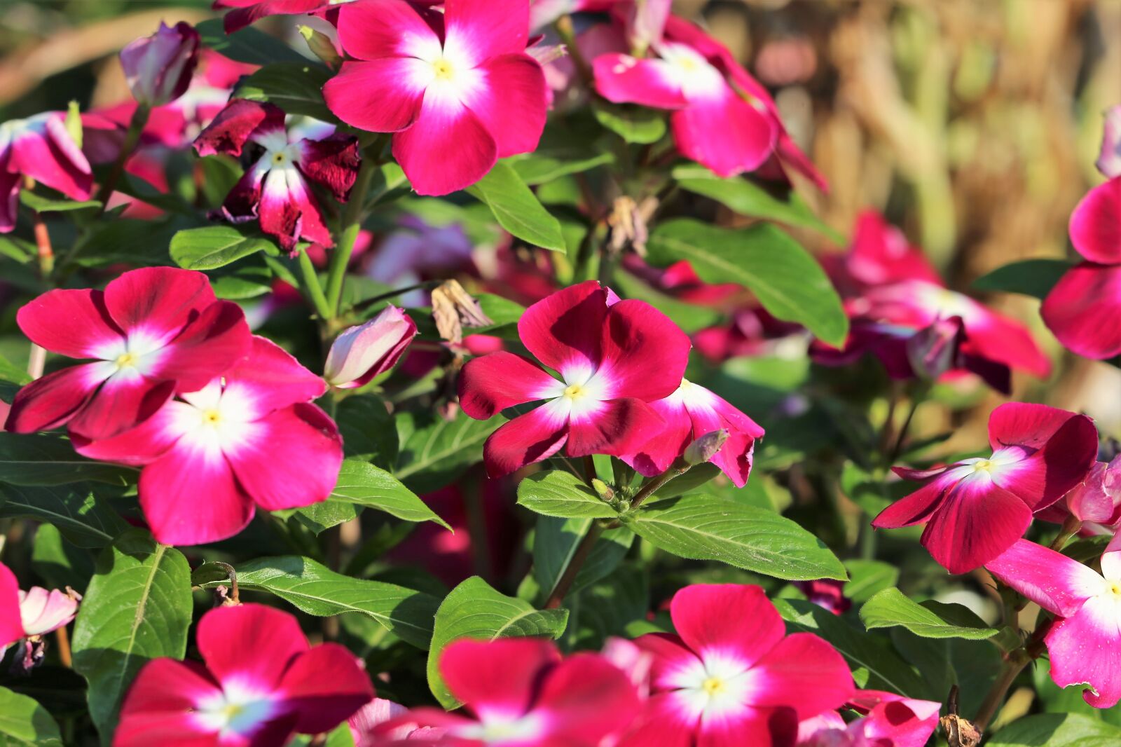 Canon EF 70-300 F4-5.6 IS II USM sample photo. Periwinkle, catharanthus roseus, flowers photography