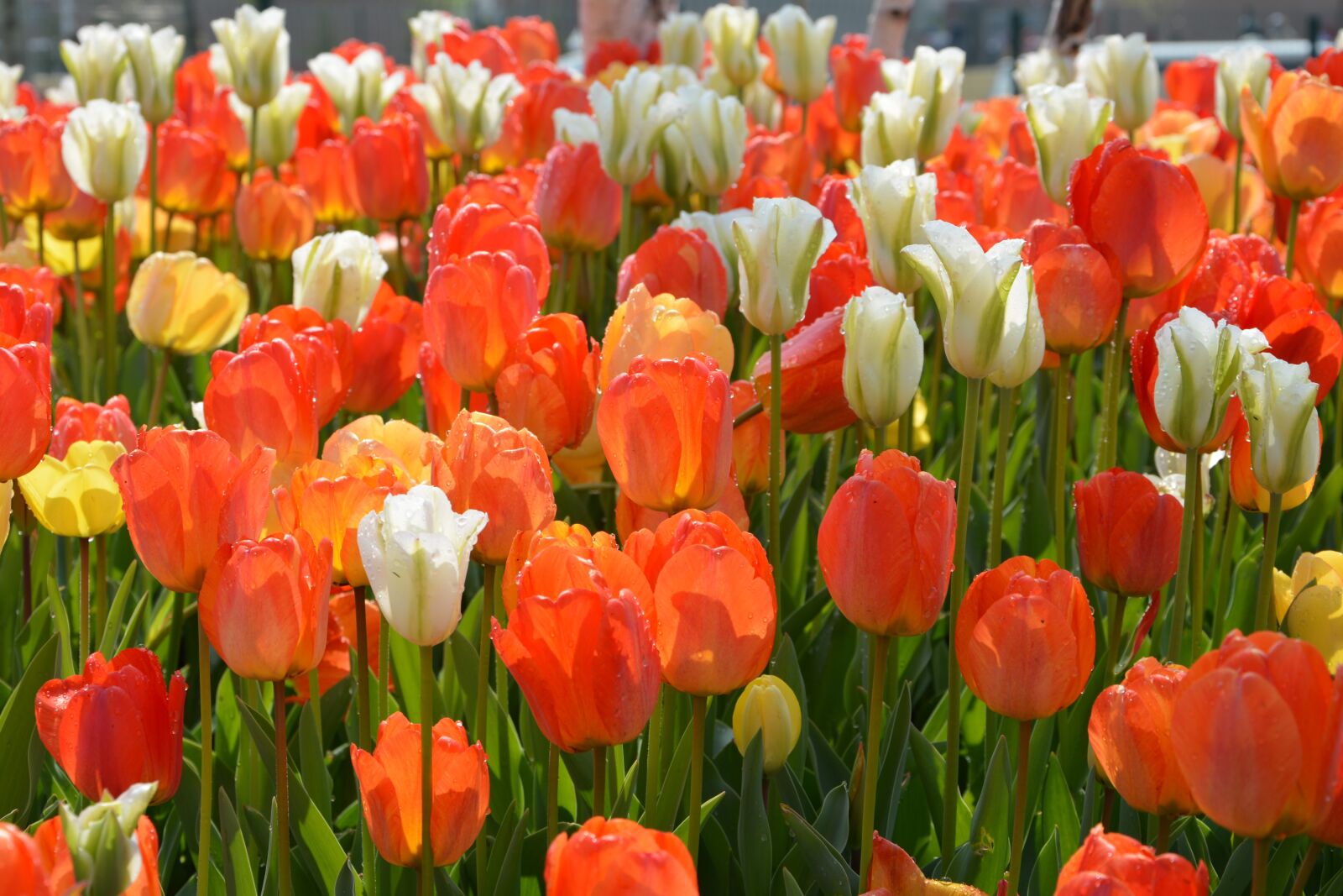 Nikon D7100 sample photo. Tulips, red, macro photography
