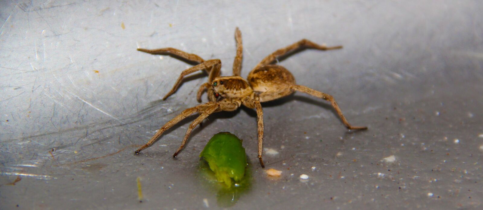 Canon EOS 550D (EOS Rebel T2i / EOS Kiss X4) sample photo. Spiders, animals, animal photography