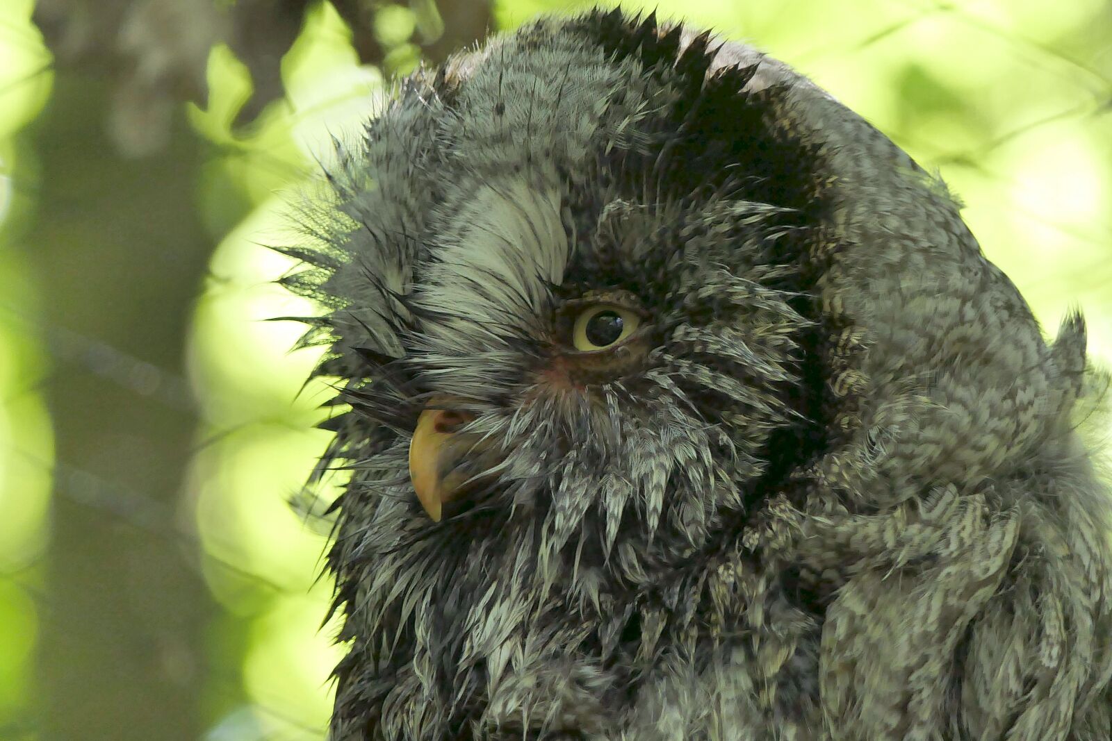 Panasonic Lumix DMC-FZ2500 (Lumix DMC-FZ2000) sample photo. Owl, plumage, raptor photography